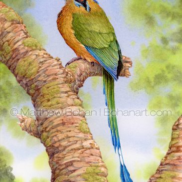 Blue-capped Motmot Transparent Watercolor and Time-lapse Video