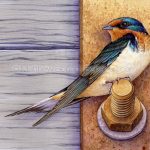 Barn Swallow on Bolt (7×10 inch Transparent Watercolro on Arches 140lb HP Paper)