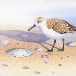 Sanderling and Sand Dollar (7x10 inch Transparent Watercolor on Arches 140lb HP Paper)