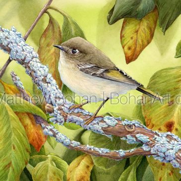 Ruby-crowned Kinglet: Transparent Watercolor