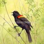 Singing Red-winged Blackbird (7x10 inch Transparent Watercolor on Arches 140lb HP Paper)