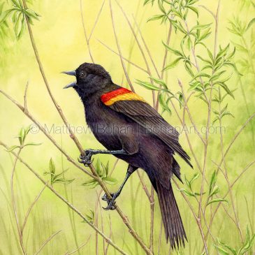 Red-winged Blackbird: Transparent Watercolor and Time-lapse Video