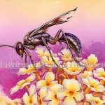 Great Black Digger Wasp Sphex pensylvanicus (7×10 inch Transparent Watercolor on Arches 140lb HP paper)