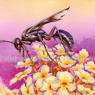 Great Black Digger Wasp: Transparent Watercolor and Time-lapse Video