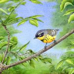 Magnolia Warbler (7×10 inch Transparent Watercolor on Arches 140lb HP Paper)