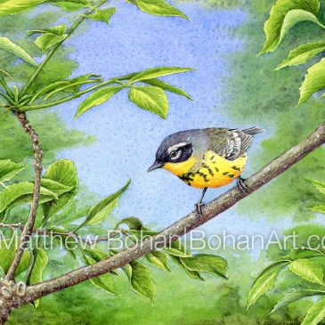 Magnolia Warbler: Transparent Watercolor and Time-lapse Video