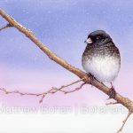 Dark-eyed Junco (7x10 inch Transparent Watercolor on Arches 140lb HP Paper)