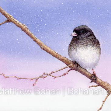 Dark-eyed Junco Transparent Watercolor and Time-lapse Video