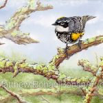 Yellow-rumped Warbler (7x10 inch Transparent Watercolor on Arches 140lb HP Paper)