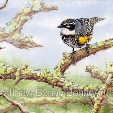 Yellow-rumped Warbler (Myrtle Warbler) Transparent Watercolor and Time-lapse Video