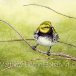 Black-throated Green Warbler (7x10 inch Transparent Watercolor on Arches 140lb HP Paper)