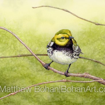 Black-throated Green Warbler Transparent Watercolor and Time-lapse Video