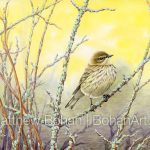 Fall Female Yellow-rumped Warbler (7x10 inch Transparent Watercolor on Arches 140lb HP Paper)