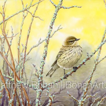 Fall Female Yellow-rumped Warbler Transparent Watercolor and Time-lapse Video