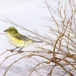 Female Yellow-rumped Warbler (10 x 7 inch transparent Watercolor on Arches 140lb HP Paper)