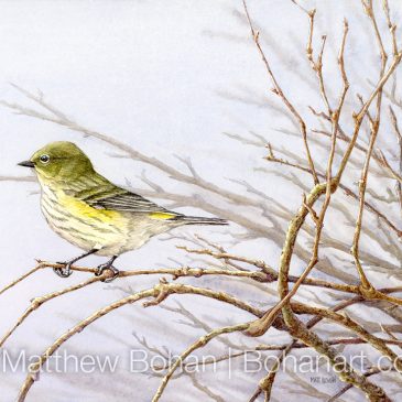 Female Yellow-rumped Warbler (Myrtle Warbler) Transparent Watercolor and Time-lapse Video