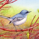 Blue-gray Gnatcatcher on Red-twig Dogwood (7x10 inch Transparent Watercolor on Arches 140lb HP Paper)