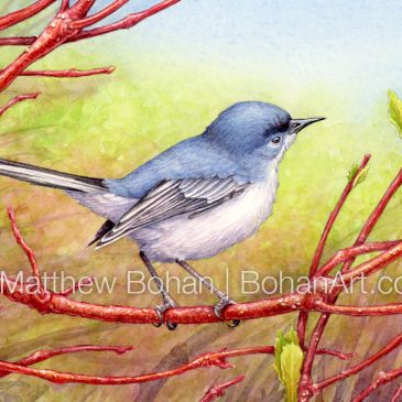 Blue-gray Gnatcatcher on Red-twig Dogwood Transparent Watercolor + Time-lapse Video