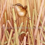 Marsh Wren (7x10 inch Transparent Watercolor on Arches 140lb HP Paper)
