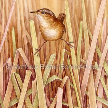 Marsh Wren Transparent Watercolor and Time-lapse video