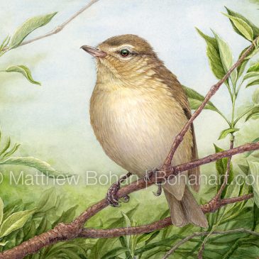 Warbling Vireo Transparent Watercolor and Time-lapse video