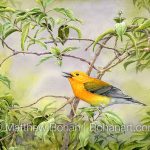 Prothonotary Warbler on Buttonbush (7x10 inch Transparent Watercolor on Arches 140lb HP Paper)