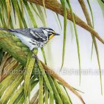 Yellow-throated Warbler on Palm (7x10 inch Transparent Watercolor on Arches 140lb HP Paper)