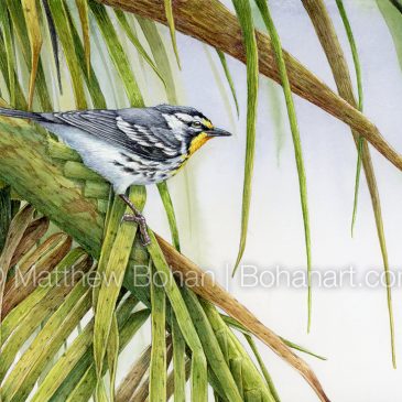 Yellow-throated Warbler Transparent Watercolor and Time-lapse Video