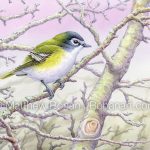 Blue-headed Vireo (7×10 inch Transparetn Watercolor on Arches 140lb HP Paper)