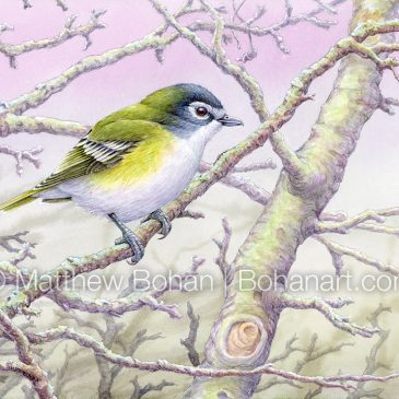 Blue-headed Vireo Transparent Watercolor and Time-lapse Video