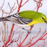 Yellow-throated Vireo on Red-twig Dogwood (detail from 7×10-inch Transparent Watercolor on Arches 140lb HP Paper)