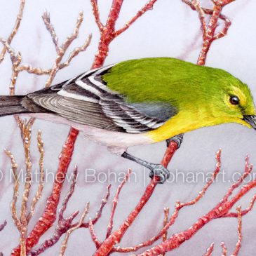 Yellow-throated Vireo on Red-twig Dogwood Watercolor Painting and Time-lapse Video