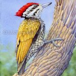 Common Flameback Woodpecker (7x10-inch Transparent Watercolor on Arches 140lb HP Paper)