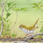 Ovenbird (7x10 inch Transparent Watercolor on Arches 140lb HP Paper)