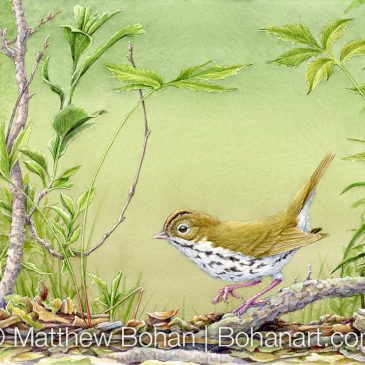 Ovenbird Transparent Watercolor and Time-lapse Video