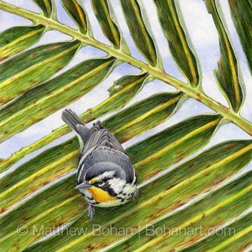Yellow-throated Warbler on Palm Transparent Watercolor and Time-lapse Video