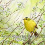 WIlson's Warbler on Cherry (7x10 inch Transparent Watercolor on Arches 140 lb HP Paper)