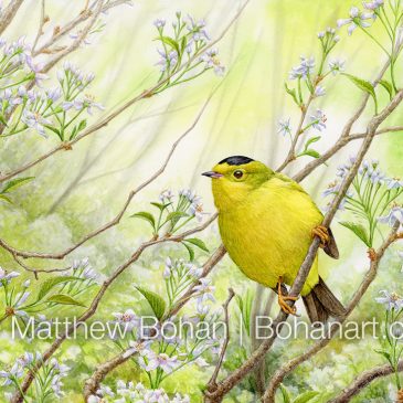 Wilson’s Warbler on Cherry: Watercolor and Time-lapse Video