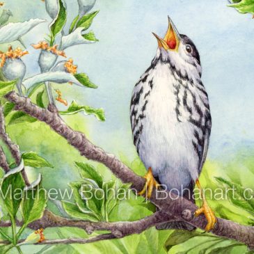 Blackpoll Warbler: Watercolor and Time-lapse Video