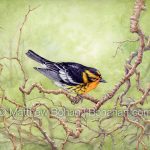 Blackburnian Warbler on Twisty Branches (9x12 inch Transparent Watercolor on Kilimanjaro 140lb CP Paper)