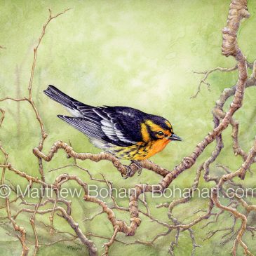 Blackburnian Warbler Transparent Watercolor and Time-lapse Video