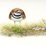 Killdeer and Nest (9x12 inch tranaparent Watercolor on Kilimanjaro 140lb CP Paper)