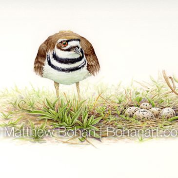 Killdeer and Nest: Watercolor and Time-lapse Video + Kilimanjaro Paper Review