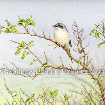 Loggerhead Shrike Transparent Watercolor and Time-lapse Video