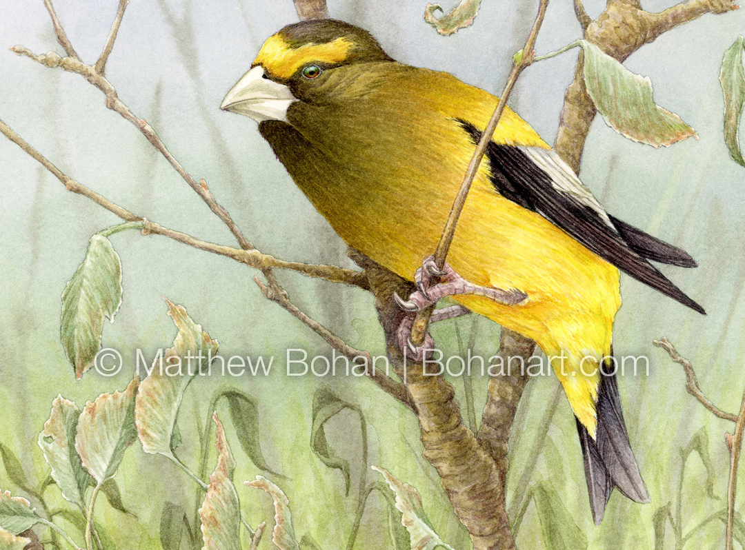 Evening Grosbeak (Detail from 9x12 inch Transparent Watercolor on Kilimanjaro 140lb CP Paper)