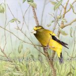 Evening Grosbeak (9x12 inch Transparent Watercolor on Kilimanjaro 140lb CP Paper)