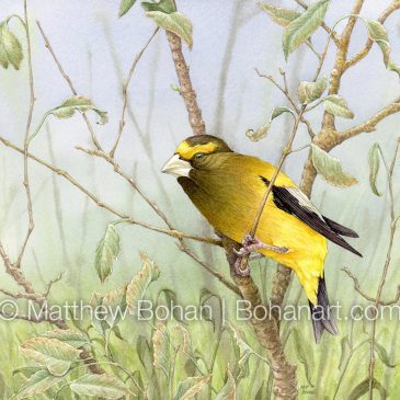 Evening Grosbeak Transparent Watercolor and Time-lapse Video