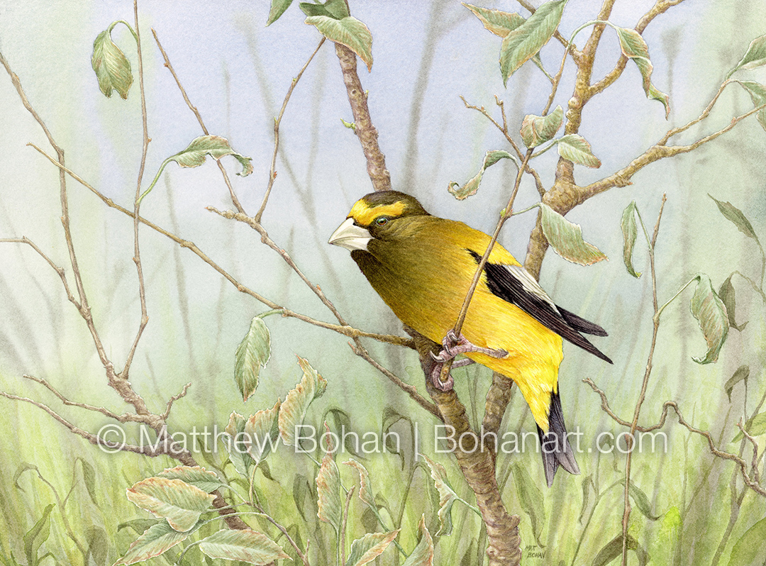 Evening Grosbeak (9x12 inch Transparent Watercolor on Kilimanjaro 140lb CP Paper)