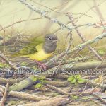 Connecticut Warbler (9x12 inch Transparent Watercolor on Kilimanjaro 140lb CP Paper)