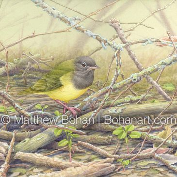 Connecticut Warbler: Watercolor and Time-lapse Video